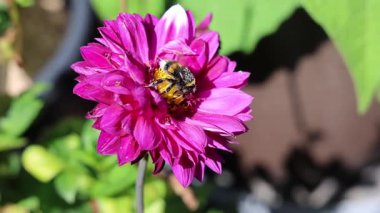 Tüylü yaban arısı parlak mor yıldız çiçeğinden nektar ve polen topluyor, bereketli yaz bahçesi ortamında narin tozlaşma süreci sergiliyor.