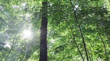 Sıcak güneş ışığı yeşil orman tepe örtüsünün içinden akar, parlak yaz sabahı yeşil yapraklı orman zemininde yumuşak parıldayan desenler oluşturur.