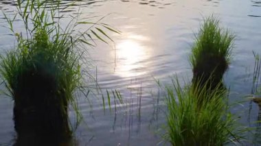Aynadan yansıyan göl yüzeyinden yükselen sazlıklar, altın gün batımı ışığında yıkanan, dingin akşam sükuneti ve doğal güzelliği yakalayan
