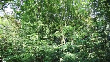 Canlı yeşil yapraklardan oluşan yoğun orman örtüsü yavaşça ayrılır, yapraklı dallar arasından yavaş yavaş parlak mavi gökyüzünü gözler önüne serer.