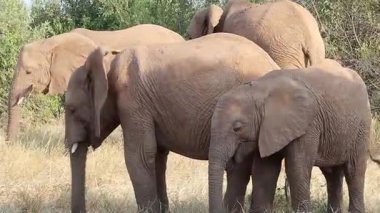Yetişkin Afrika filleri, altın çayırlarda huzur içinde otlarken geniş ovalarda doğal beslenme davranışlarını ortaya koyuyor.