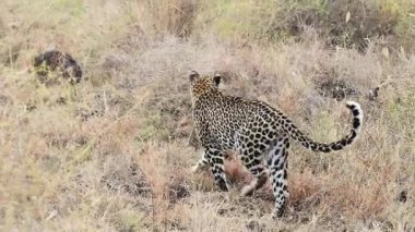 Leopar titizlikle benekli kürkü temizlerken Afrika ovalarının altın çayırlarında dinleniyor.