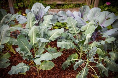 Yeşil lahana bitkileri yaz bahçesinde gelişiyor. Etrafı ahşap kırıntılarıyla çevrili. Sağlıklı büyüme ve sürdürülebilir tarımla dolu.