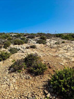 Malta 'da kayalık arazide gelişen seyrek bitki örtüsü, açık mavi gökyüzünün altında güneşlenirken, Akdeniz manzarasının özünü yakalar.