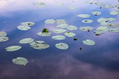 Yeşil su nilüferleri, dingin bir gölette zarifçe süzülüyor, canlı mavi gökyüzünü ve yukarıdaki kabarık bulutları mükemmel bir ahenkle yansıtıyor.