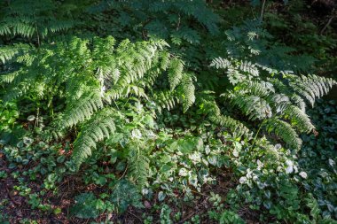 Güneş ışığı ağaçların arasından süzülür, eğrelti otlarını aydınlatır ve diğer bitkiler yemyeşil bir ormanın altında büyür.