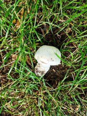 Beyaz bir mantarın yemyeşil çimlerden oluşan yemyeşil bir alandan doğanın ve büyümenin güzelliğini ön plana çıkaran görüntüsüne yakından bakın.