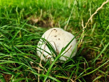 Canlı yeşil çimlerle çevrili beyaz bir mantara yakın olmak doğanın güzelliğini gözler önüne seriyor.