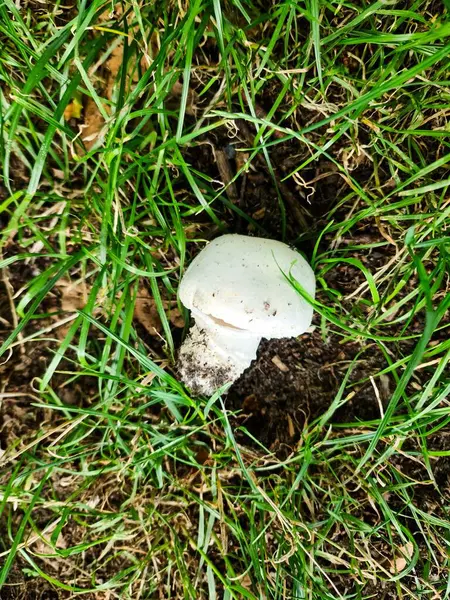 Beyaz bir mantarın yemyeşil çimlerden oluşan yemyeşil bir alandan doğanın ve büyümenin güzelliğini ön plana çıkaran görüntüsüne yakından bakın.