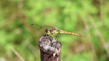 İnce bir dala tünemiş narin yeşil yusufçuk, yaz bahçesi ortamında yemyeşil arka planla kusursuz bir şekilde harmanlanıyor.