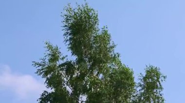 Verdant huş ağacı yaprakları nazikçe sallanıyor, dingin mavi gökyüzüne karşı dans ediyor yaz meltemiyle