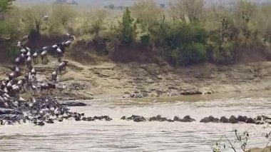 Mara Nehri 'nin çalkantılı sularından geçen devasa antilop göçü yıllık vahşi yaşam gösterisi sırasında Serengeti çayırlarında dramatik mevsimsel hareketler sergiliyor.