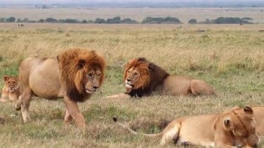 Doğal habitatlarında erkek ve dişi aslan arasındaki vahşi yaşam çiftleşme ritüeli, Afrika savanası.