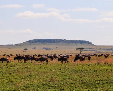 Kenya 'nın Maasai Mara ovasında huzur içinde otlayan büyük bir antilop grubu. Arka planda bir tepe ve yapayalnız bir ağaç var.