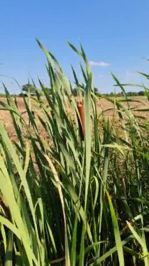 Çitkuyruklar yavaşça sallanıyor, altın sazlıklar ılık güneş ışığında geniş çayırlarda dans ediyor, yumuşak bir esinti berrak mavi gökyüzü altında huzurlu kırsal alanlar yaratıyor.