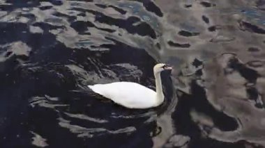 Karanlık su yüzeyinde zarif bir şekilde süzülen görkemli beyaz kuğu zarif ve akışkan bir hareketle dönerken hafif dalgalanmalar yaratır.