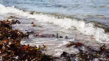 Sakin okyanus dalgaları, deniz yosunlarıyla kaplı kumlu bir plaja yavaşça yuvarlanarak huzurlu bir doğal manzara yaratıyor.