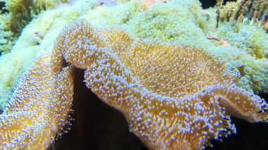 Macro view of a sarcophyton coral with its polyps extended. Marine life gently swaying in the ocean current inside a reef aquarium