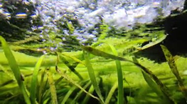Green aquatic plants swaying in the current under the rippling water surface. Oxygen bubbles moving through the clear water of a river