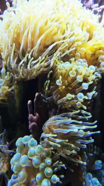Yellow and bubble tip sea anemones swaying gently in the water current. Close up view of the marine invertebrate's vibrant life on a coral reef