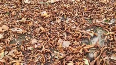 Garden rake cleaning a lawn covered with dry autumn foliage. Seasonal yard maintenance revealing the fresh green grass underneath the leaves