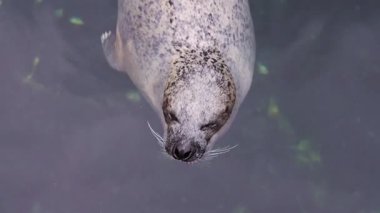 Adorable wild harbor seal with its head above water, looking around curiously. A cute marine mammal floating and enjoying its natural habitat