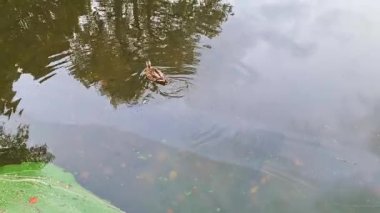 Single brown duck swimming in a pond with murky water. Green algae and reflections of trees and sky are visible on the water surface