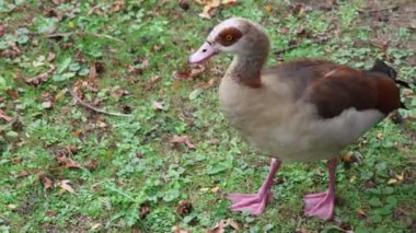 Closeup of a wild egyptian goose walking and pecking at the ground. This waterfowl is looking for food in a grassy field in autumn
