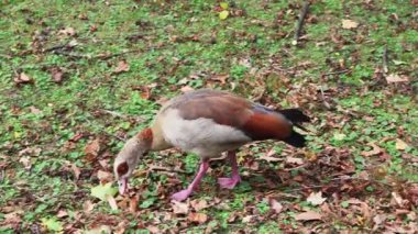 Wild Egyptian goose walking and foraging for food on a green lawn with dry autumn leaves. This waterfowl is looking for something to eat