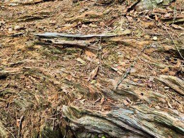 Decaying tree trunk laying on a forest floor, its wood texture showing the natural decomposition and weathering process