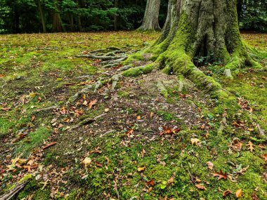 Tree roots covered in vibrant green moss emerging from the overgrown forest floor, with scattered dry autumn leaves