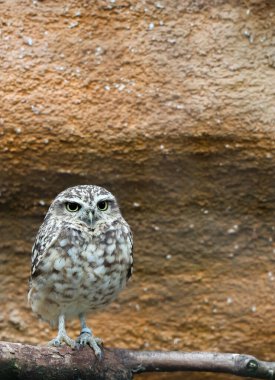 Burrowing owl perched on a tree branch, alert and watching with intense eyes against a textured brown background and copy space