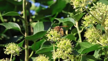 Close up of a European hornet, Vespa crabro, pollinating and gathering nectar from a blooming common ivy flower on a sunny day