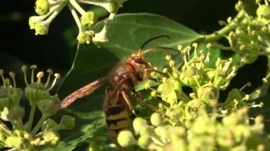 Macro view of a European hornet foraging for nectar on common ivy flowers. The wild insect is pollinating the plant in a natural garden