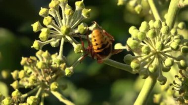 Macro view of a European hornet feeding on the nectar of common ivy flowers. This large insect pollinates plants in a green garden