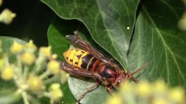 Macro view of European hornet, Vespa crabro, resting on a green ivy leaf. The insect is moving its antennae and legs near yellow flowers