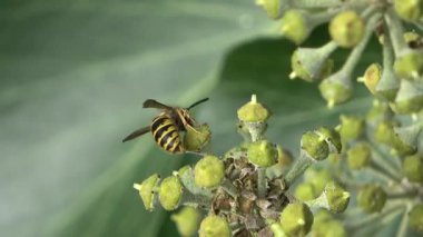Macro view of a common wasp pollinating ivy flowers. The yellow and black insect flies from flower to flower, feeding on the sweet nectar