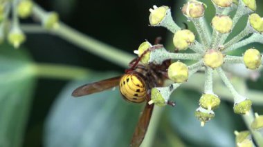 Macro shot of a European hornet feeding on the nectar of an ivy flower. The insect is gathering pollen and nutrients for its colony