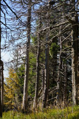 Dağlarda yapraksız ölü ağaçlar. Polonya Beskid Dağları 'ndaki patikada kurumuş ağaçlar..