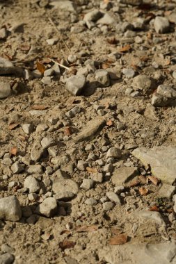 Sonbaharda Polonya dağlarında bir dağ yolu, taşlarla kaplı hafif bir tepe, toprak, taşlar ve yapraklardan oluşuyor..