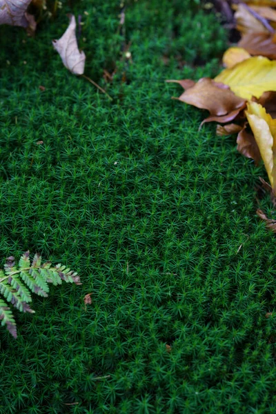 Musgo Polonês Beskid Mountains Musgo Montanha Verde Com Folhas Coloridas — Fotografia de Stock