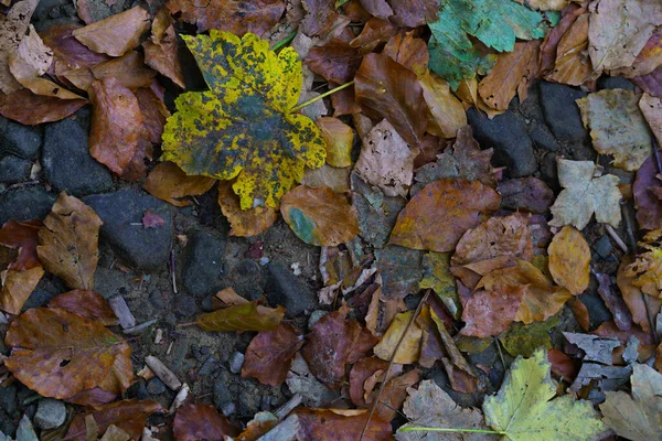 Sonbahar Yaprakları Dağ Yolunda Taşlar Toprak Yapraklar Yukarıdan Çerçeve — Stok fotoğraf