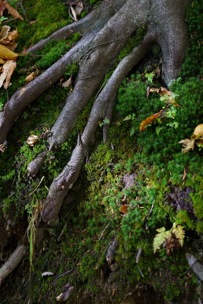 Raízes Árvores Cercadas Por Musgo Folhas Uma Colina Montanha Estação — Fotografia de Stock