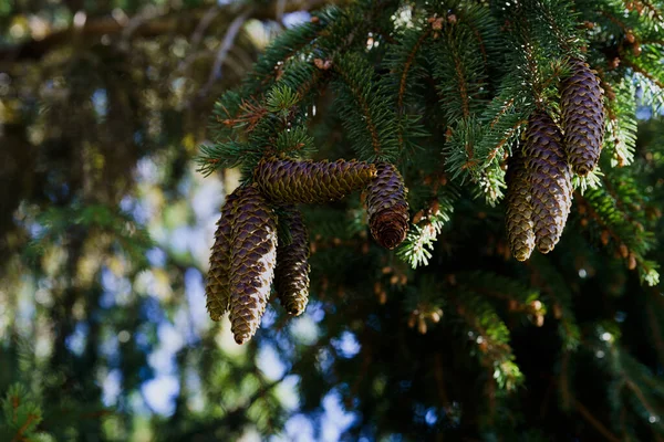 Hanging Spruce Cones Polish Beskid Mountains Autumn — Stock Photo, Image