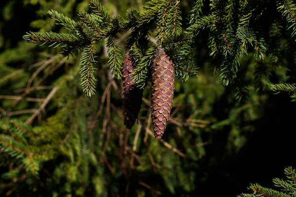 가을에 폴란드 산맥에서 매달린 가문비나무 원추세포 — 스톡 사진