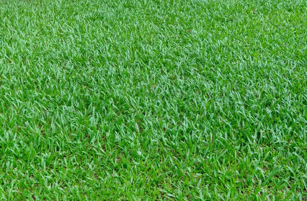 Grüne Gras Hintergrund Textur Grüner Rasen Textur Hintergrund Ansicht Von — Stockfoto