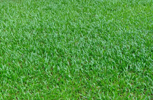 Textura Fondo Hierba Verde Fondo Textura Césped Verde Vista Superior — Foto de Stock