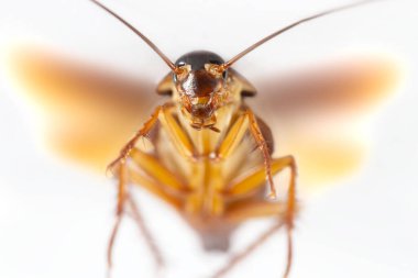 Hamamböceği beyaz arka planda izole edilmiş. Hamamböcekleri uçan böceklerdir ve hamamböcekleri de insan patojenleri taşır.. 