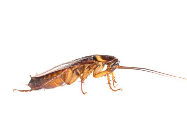 Hamamböceklerinin, hamamböceklerinin beyaz arka planda izole edilmiş görüntüsü. Mutfakta hamamböcekleri yaşadığı için evdeki sorun. Hamamböcekleri hastalığın taşıyıcılarıdır..