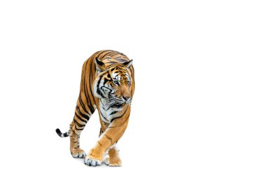 Royal Tiger (P. t. corbetti) isolated on white background, combined clipping path. Tiger staring at prey, hunter concept.